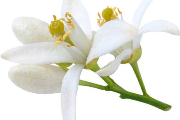Neroli