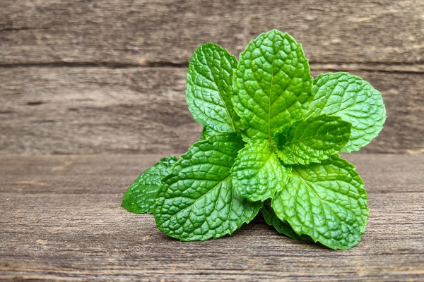 What Is Menthol