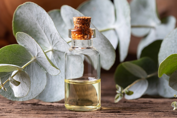 Eucalyptus Oil Application
